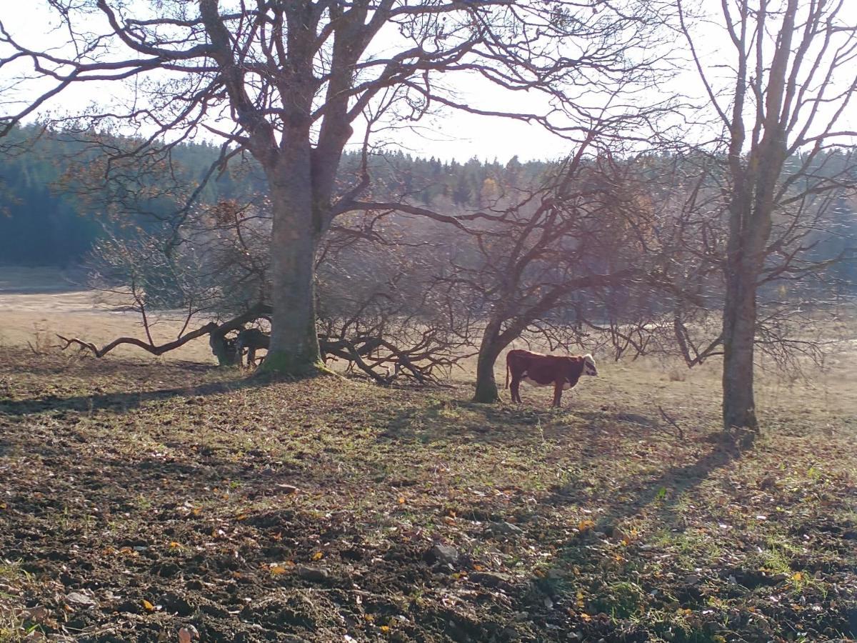 Appartamento Alm-House Hollmann Železná Ruda Esterno foto